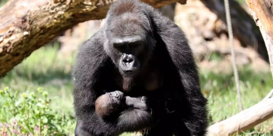 Gorillaweibchen Yene ist mit ihrem gut fünf Wochen alten Mädchen in der Aussenanlage des Darwineums unterwegs. Foto: Bernd Wüstneck/dpa-Zentralbild/dpa