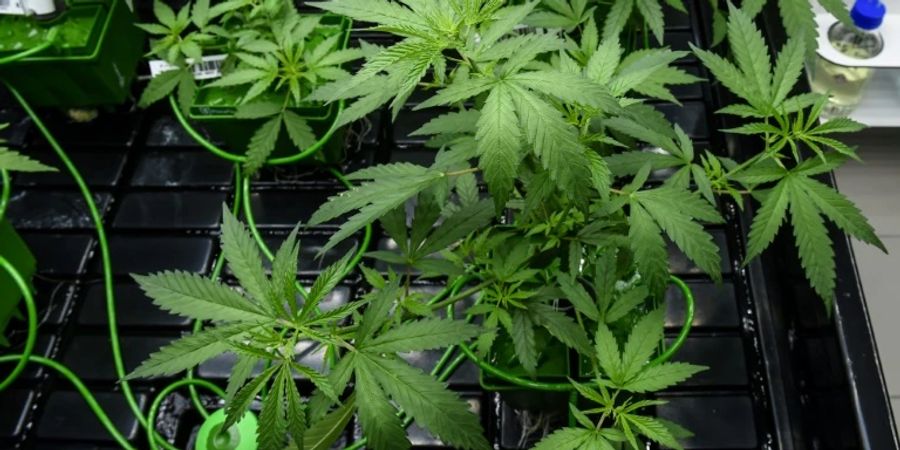 Anbau von medizinischem Cannabis im Labor