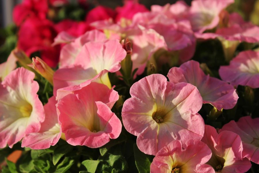 Petunien rosa weiss Blüten