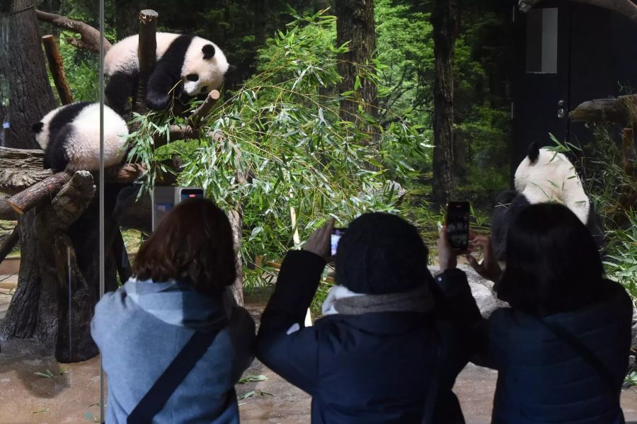 Japan Twin Pandas