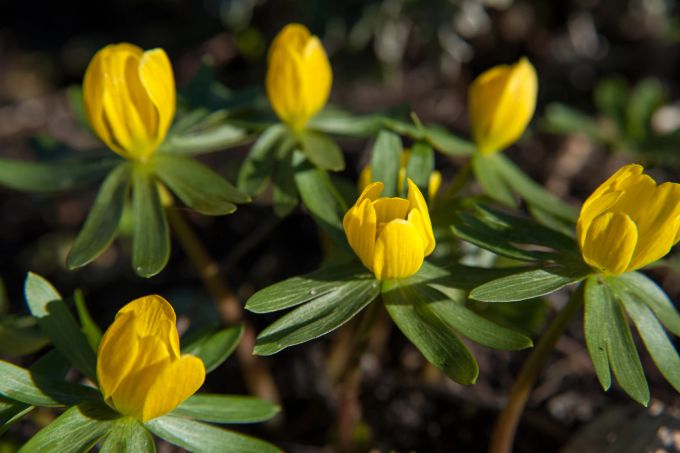 Der Winterling ist schon ab Februar am Start. Blume klein gelb grün Winterling