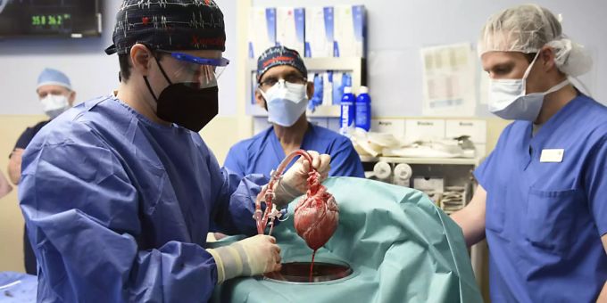Einem Patienten ist in den USA erfolgreich ein Schweineherz eingesetzt worden. Einem Patienten ist in den USA erfolgreich ein Schweineherz eingesetzt worden.