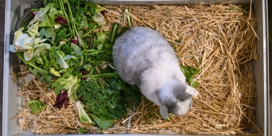 Das Tier verschmäht plötzlich das Futter? Ursache können Zahnprobleme sein. Ein Anzeichen ist etwa, dass ein Kaninchen vermehrten Speichelfluss hat. Oft ist das Fell um das Mäulchen verklebt oder sogar verfilzt.