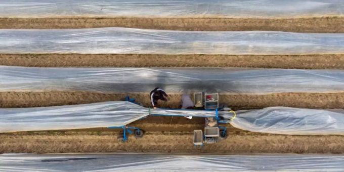 Erntehelfer stechen auf einem Feld mit einer elektrischen Erntemaschine Spargel. Foto: Daniel Bockwoldt/dpa Erntehelfer stechen auf einem Feld mit einer elektrischen Erntemaschine Spargel. Foto: Daniel Bockwoldt/dpa