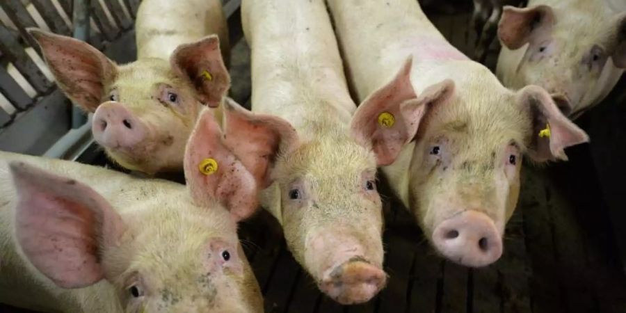 Mastschweine stehen in einem Mastbetrieb im Stall. Foto: Carmen Jaspersen/dpa