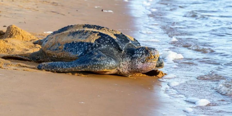 Eine Lederschildkröte auf dem Weg ins Meer