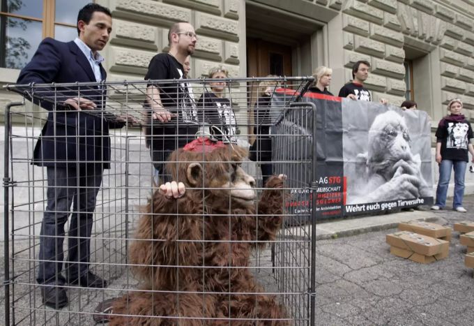 Schweizer Tierversuchsgegner bereiten sich vor Bundeshaus West auf die Unterschriftenübergabe für die Petition «Abschaffung von Affenversuchen» vor, 24. April 2008, Bern. Tierschutzaktion.
