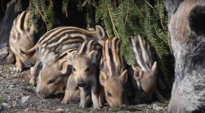 Die gestreiften Knirpse erkunden ihr Gehege im Tierpark Dählhölzli. frischlinge Dählhölzli