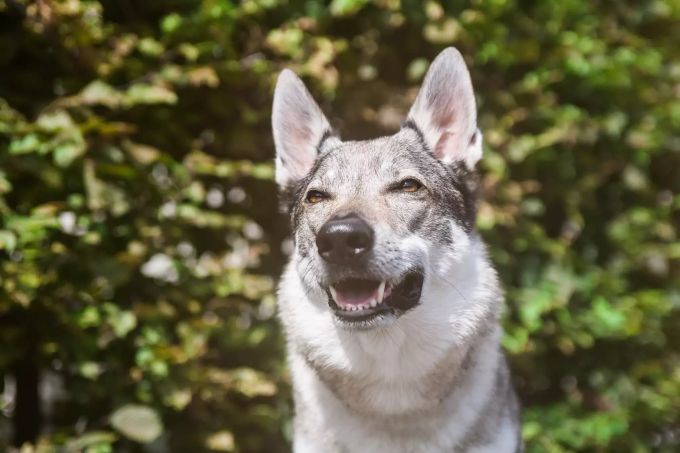 Hunde erschnüffeln gerne Leckerlis. Hund