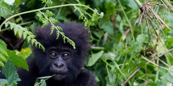 Berggorilla-Baby in Ruanda Berggorilla-Baby in Ruanda