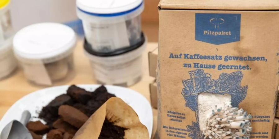 Alter Kaffeesatz eignet sich für die Pilzzucht. Mit dem Set von Ralph Haydl lassen sich darauf verschiedene Pilzsorten anbauen. Foto: Daniel Karmann/dpa