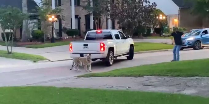 Good News - Vermisster mysteriöser Tiger aus Houston wieder aufgetaucht