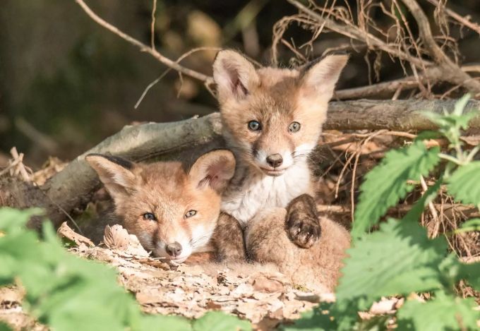 Die jungen Rotfüchse kommen aus ihrem Versteck Junge Füchse