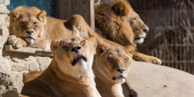 Löwen liegen in ihrem Gehege im Osnabrücker Zoo in der Frühlingssonne. Foto: Friso Gentsch/dpa/Archiv Löwen liegen in ihrem Gehege im Osnabrücker Zoo in der Frühlingssonne. Foto: Friso Gentsch/dpa/Archiv