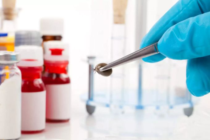 Zu den durch Zeckenstiche verursachten Krankheiten gehören insbesondere Beorreliose und FSME. (Symbolbild) Antibiotika-Therapie