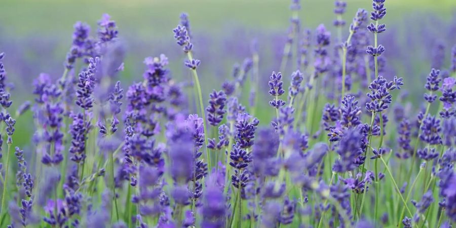 Lavendel