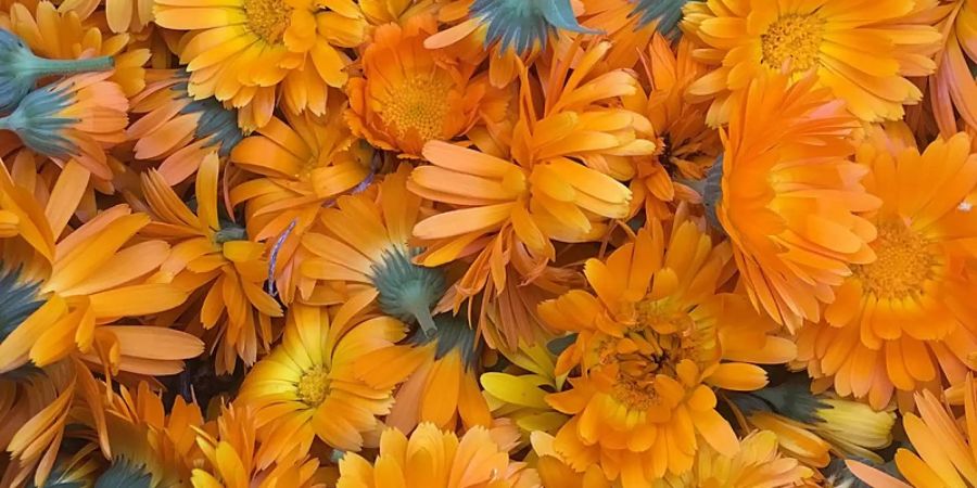 Calendula