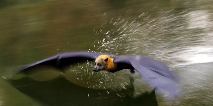 Ein Australischer Graukopf-Flughund sucht im Tiefflug Kühlung an der Wasseroberfläche. Er ist wie seine Artgenossen ein Vielflieger und Nomade, der pro Jahr mehrere 1000 Kilometer zurücklegt auf dem Weg zu üb 100 Schlafplätzen. (Archivbild)