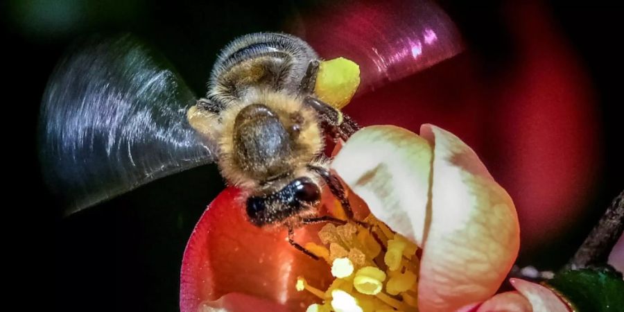 Neues Gesetz soll Insekten besser schützen