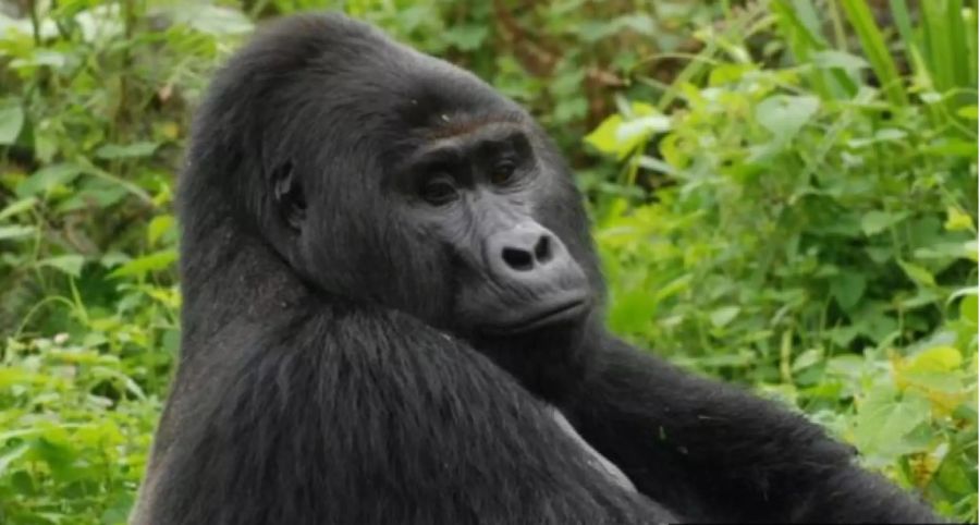 gorilla rafiki