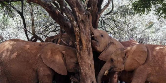 «Wenn wir weiter so viele Elefanten umbringen, werden wir sie in 20 Jahren nur noch im Zoo zu Gesicht bekommen», sagt Hannes Jaenicke. Foto: Khalil Senosi/AP/dpa «Wenn wir weiter so viele Elefanten umbringen, werden wir sie in 20 Jahren nur noch im Zoo zu Gesicht bekommen», sagt Hannes Jaenicke. Foto: Khalil Senosi/AP/dpa