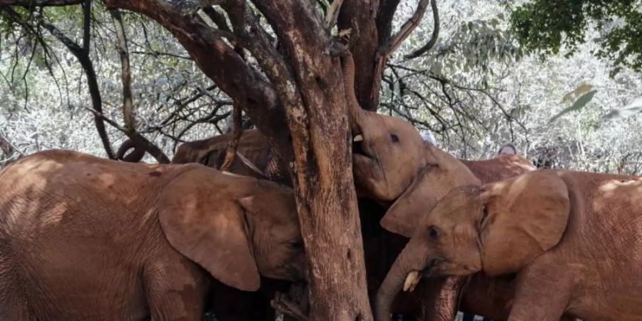 «Wenn wir weiter so viele Elefanten umbringen, werden wir sie in 20 Jahren nur noch im Zoo zu Gesicht bekommen», sagt Hannes Jaenicke. Foto: Khalil Senosi/AP/dpa