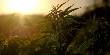 canopy growth