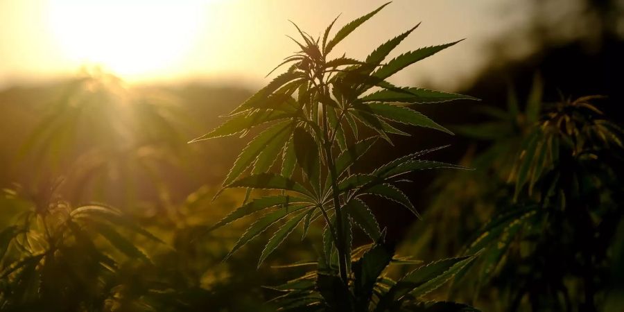 canopy growth
