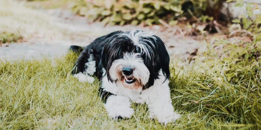 Ein Hund