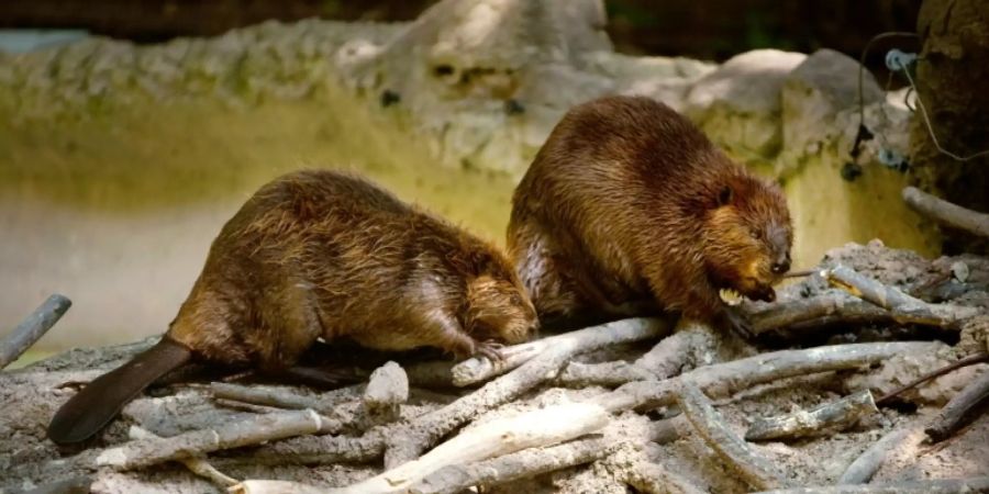 Nordamerikanische Biber