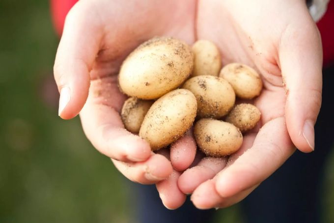 Kartoffeln. Kartoffeln