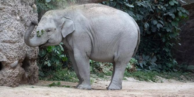 zoo zürich elefantenbaby