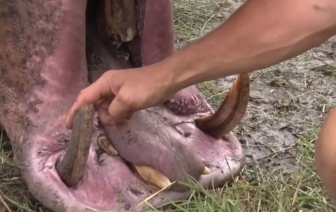 Die Stosszähne der grossen Wildtiere sind unter den Jägern beliebt. jagd stosszähne