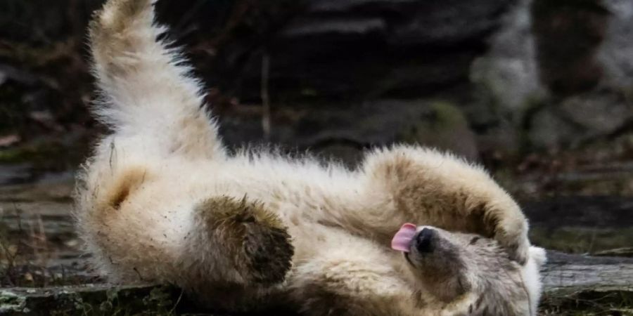 Das kleine Eisbärenmädchen im Berliner Tierpark