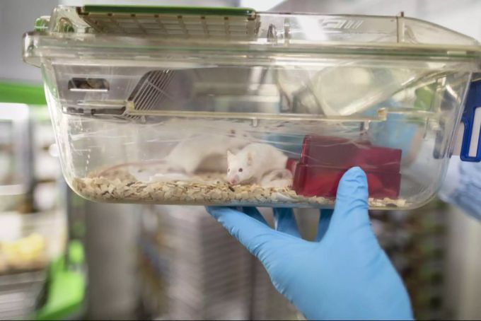 Die Initiative fordert, dass Tierversuche sowie das Züchten und der Handel von Tieren für solche Versuche mit einer Änderung der Bundesverfassung verboten werden. (Symbolbild) Tierversuche und Tierrecht