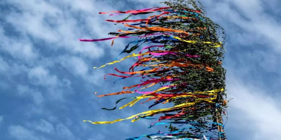 Maibaum frühling