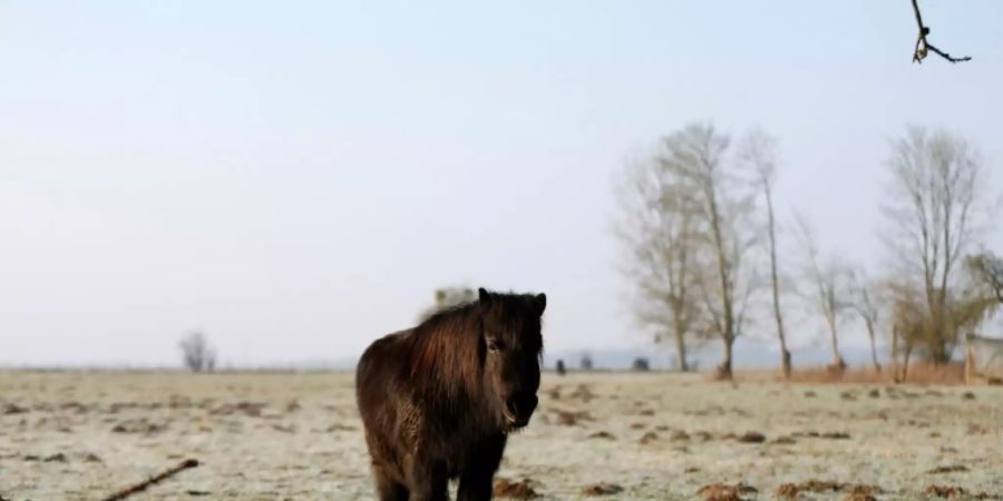 Shetlandponys passen offenbar auch in Kleinwagen