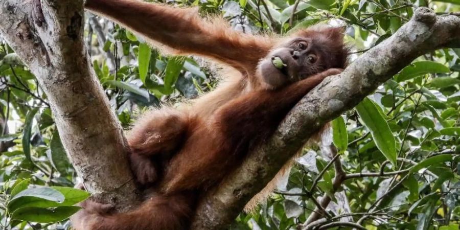 Ein Sumatra-Orang-Utan in einem Schutzgebiet in der indonesischen Provinz Aceh. Die weltweite Rate des Artensterbens ist laut IPBES derzeit zehn- bis hundertmal höher als im Schnitt der vergangenen zehn Millionen Jahre. Foto: Hotli Simanjuntak/EPA