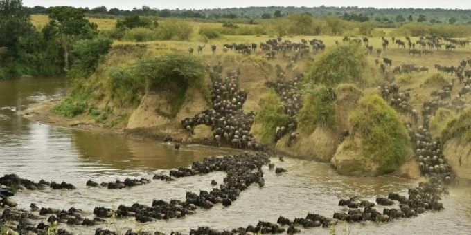 Gnus auf dem Weg von Serengeti ins Maasai-Mara-Reservat maasai mara kenia