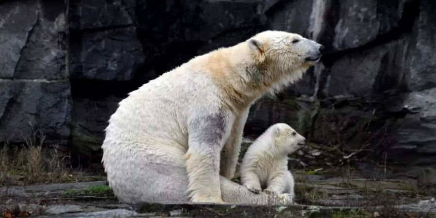 Der kleine Eisbär mit Mutter Tonja