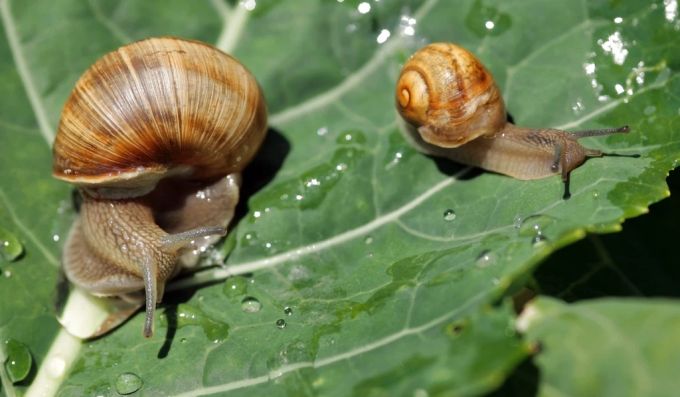 Weinbergschnecken gelten für Anfänger des Schneckenverzehrs als ideal. Deswegen wird sie am meisten für die Küche gezüchtet. Weinbergschnecke Zucht Küche