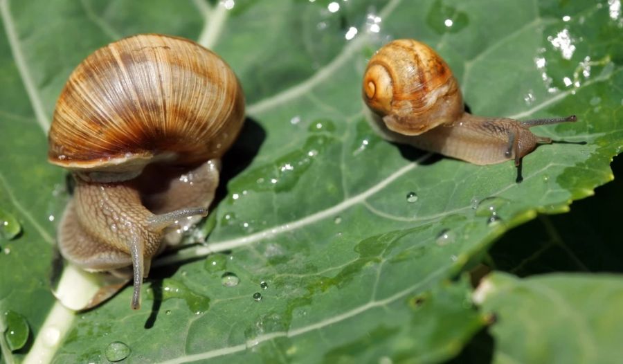 Weinbergschnecke Zucht Küche