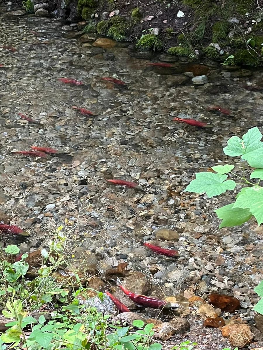 Dabei stellt er fest, wie faszinierend die kanadische Natur ist.