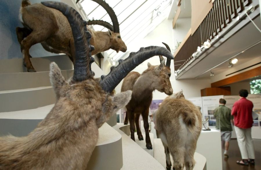 Die Wölfin soll im Bündner Naturmuseum in Chur als Präparat ausgestellt werden.