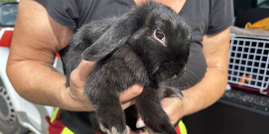 Oberentfelden: Kaninchen ausgesetzt