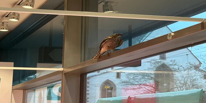 Basel: Greifvogel in der Greifengasse gerettet