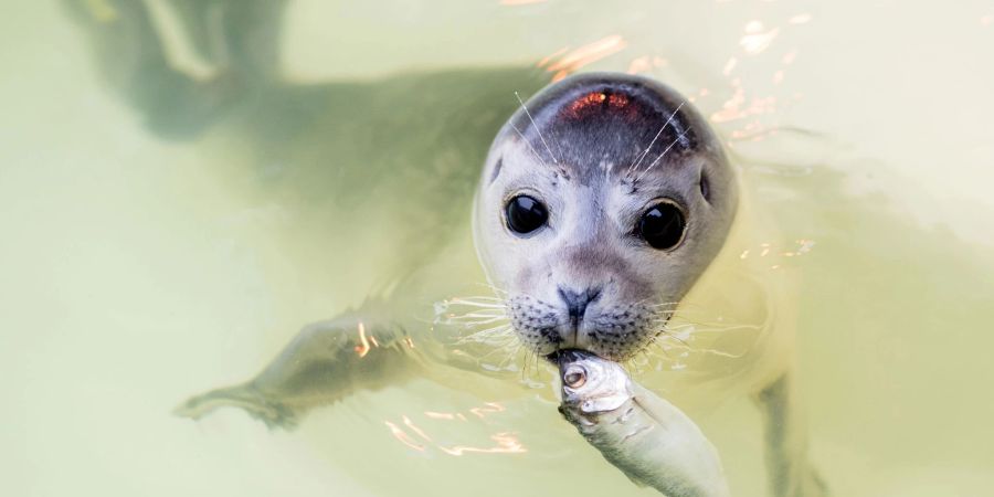 Mit Fisch im Maul schwimmt der junge Seehund «Ouzo» durch ein Becken der Seehundstation Norddeich.