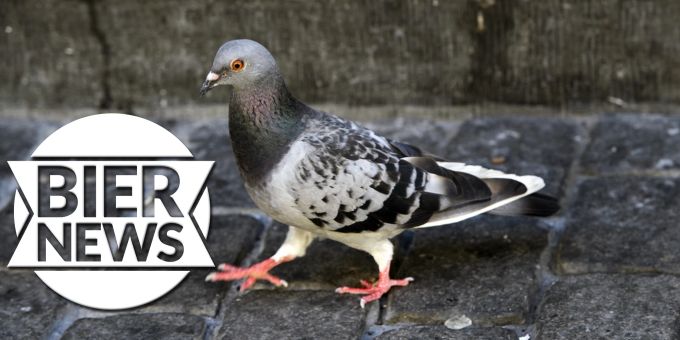 Eine Taube. (Symbolbild) taube