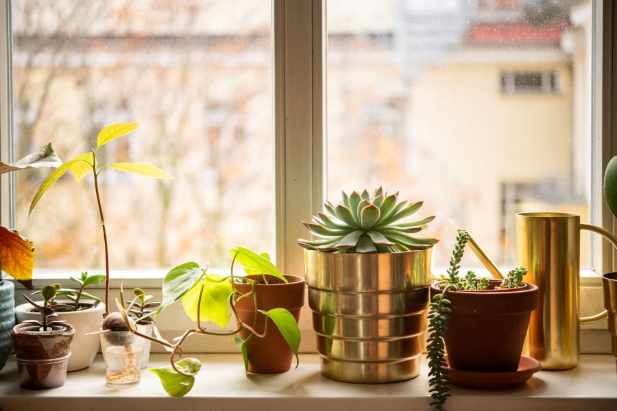 Fensterbank Sukkulenten Sonne Blumentöpfe