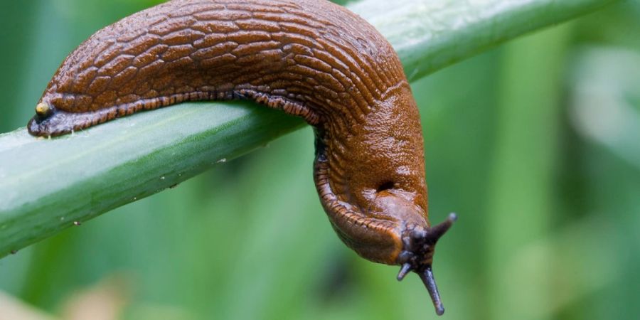 Nacktschnecke